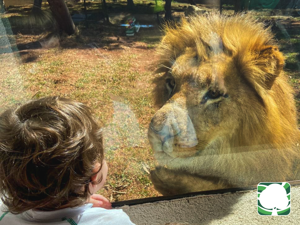 Saída Pedagógica – Simba Safari
